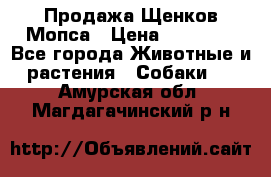 Продажа Щенков Мопса › Цена ­ 18 000 - Все города Животные и растения » Собаки   . Амурская обл.,Магдагачинский р-н